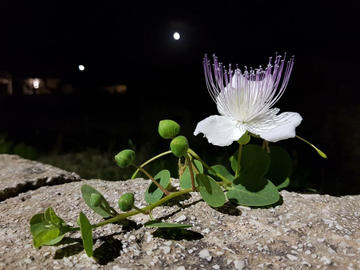 Casa Mirella Leilighet Favignana Eksteriør bilde